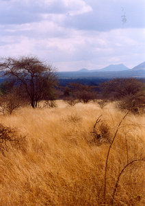 paisaje africano: 