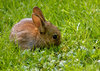 bebé conejo 2