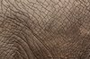La piel del elefante