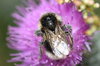 Abeja