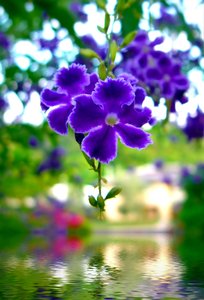 flor púrpura sobre el agua