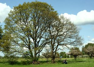 árbol de roble en primavera