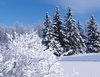 árboles cubiertos de nieve