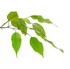 hojas de ficus