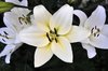 Blanco Lilium