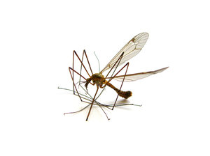 mosquito 1: 