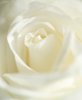 Rosa blanca