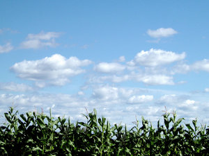Campo de maíz: 