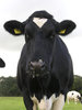 vaca