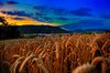 Campo de maÃ­z en la noche