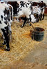 Las vacas lecheras en el granero
