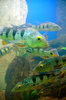 Peces tropicales en un ree coral