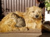 perros y gatos