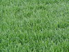 hierba verde
