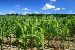Maíz (maíz) de los cultivos