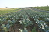 agricultura