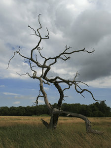 árbol torcido: 