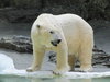 Oso polar.