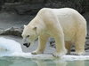 Oso polar.