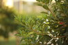 árbol