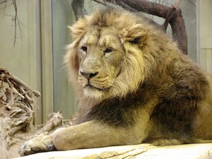 papá león en el zoológico (ver)