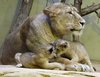 niños buenos días! (León madre)