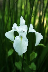 iris blanco: 