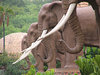 Estatuas del elefante