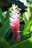 flores tropicales de color rosa
