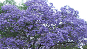 Púrpura jacaranda