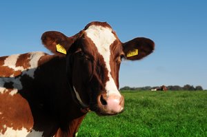 cow: 