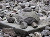 Rocas Tortuga
