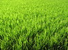 Cultivo de arroz