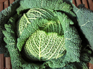 organic savoy cabbage texture: 