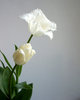 tulipán blanco 2