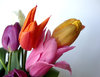 tulipanes 2