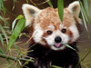 panda rojo
