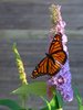 flutter verano