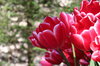 Tulipanes rojos en Lisse