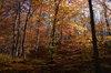 Bosque de otoño