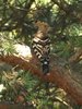 Hoopoe