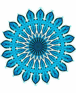 blue star flower