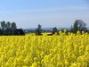 Los campos de canola 2