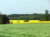 Canola coloca 6