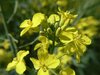 Canola coloca 4
