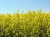 Canola coloca 8