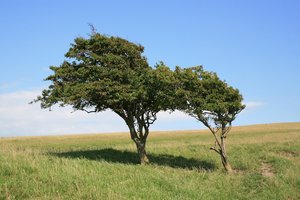 árboles azotados por el viento