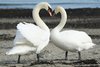 del amor del cisne