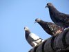 palomas