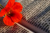 lectura